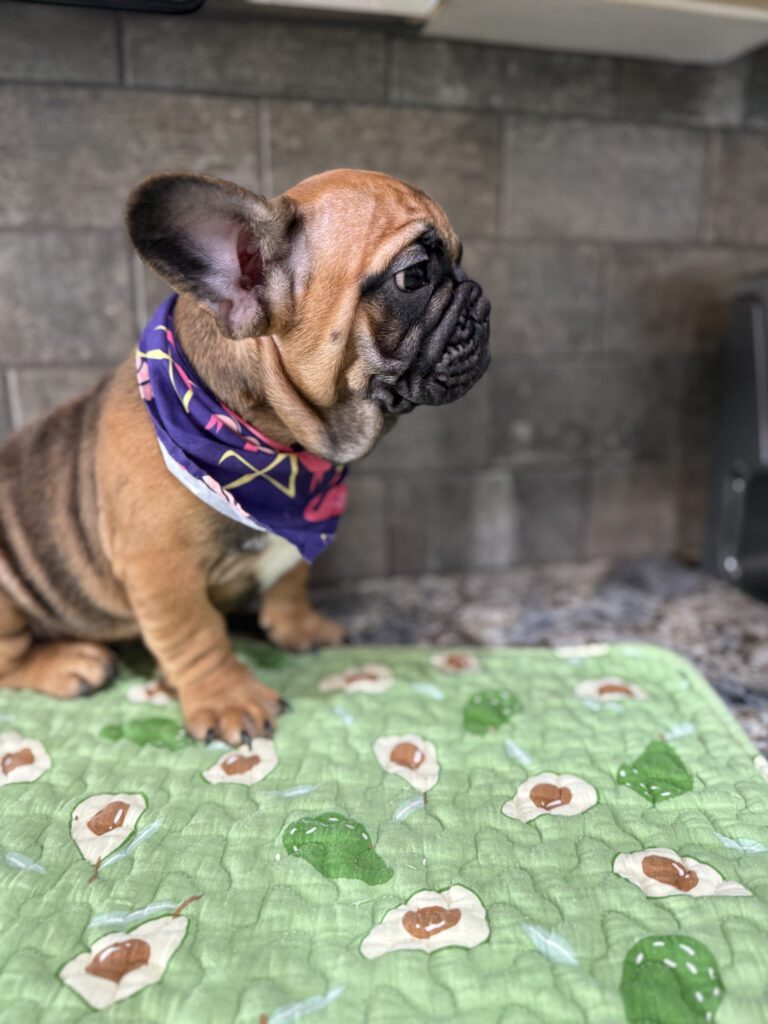 Bear | Sable French Bulldog Male | Available Now | The Magnetic One