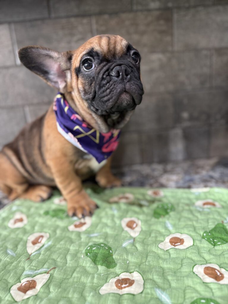 Bear | Sable French Bulldog Male | Available Now | The Magnetic One