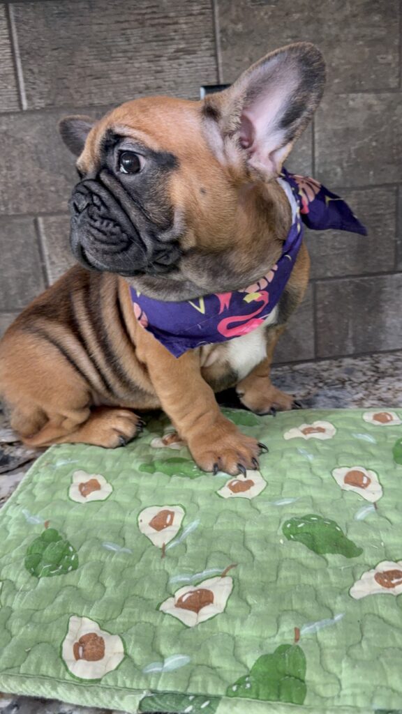 Bear | Sable French Bulldog Male | Available Now | The Magnetic One