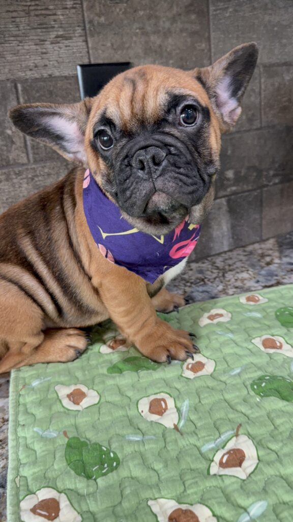 Bear | Sable French Bulldog Male | Available Now | The Magnetic One