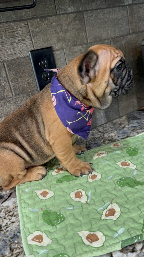 Bear | Sable French Bulldog Male | Available Now | The Magnetic One