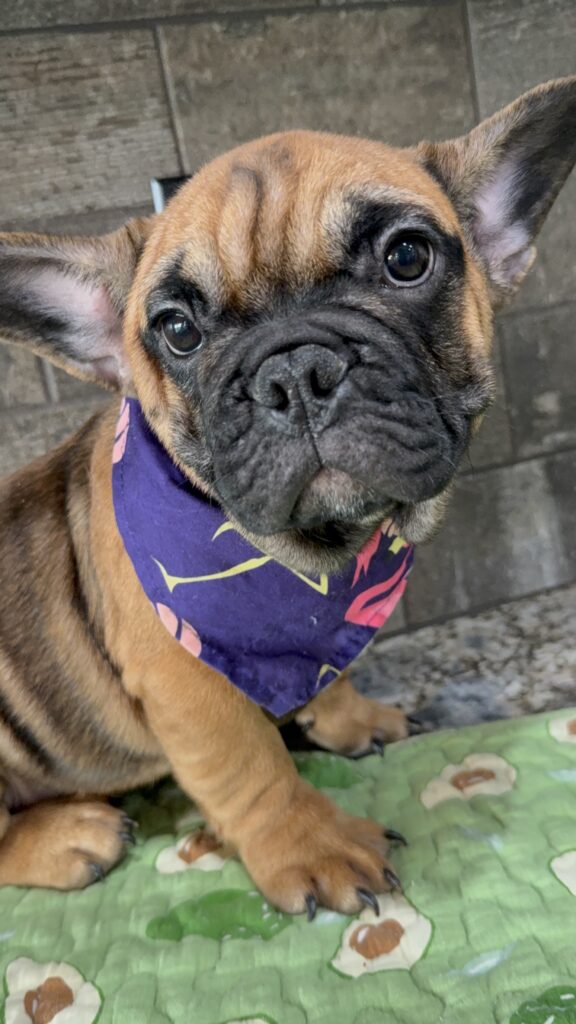 Bear | Sable French Bulldog Male | Available Now | The Magnetic One