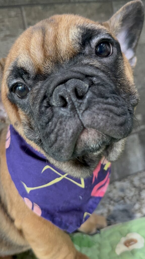 Bear | Sable French Bulldog Male | Available Now | The Magnetic One