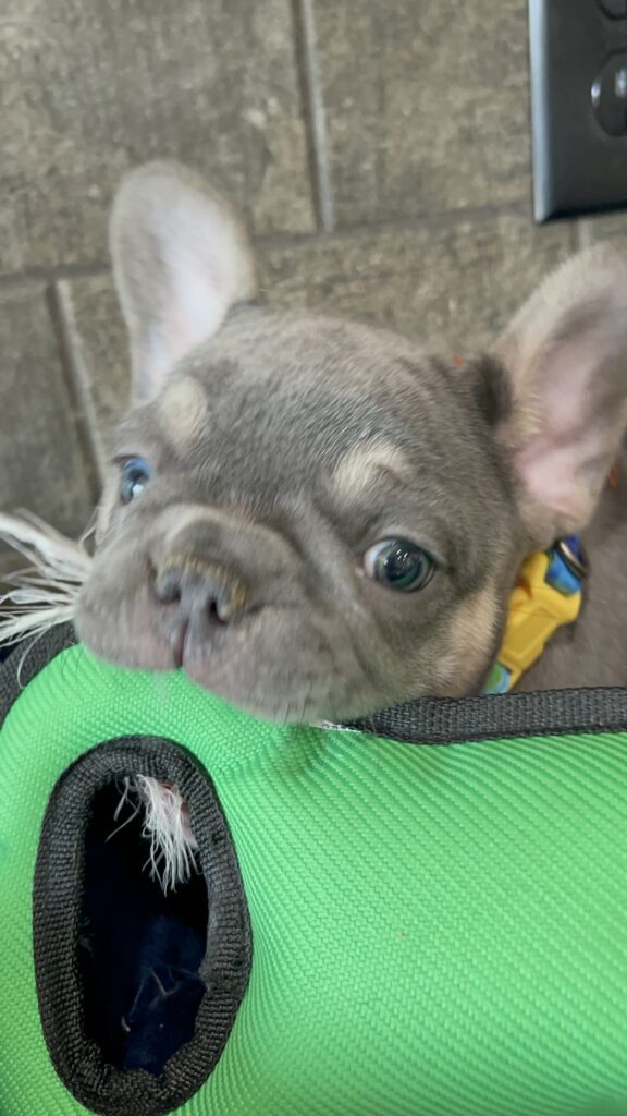Felix | Blue & Tan French Bulldog Male | Available Sep 2025