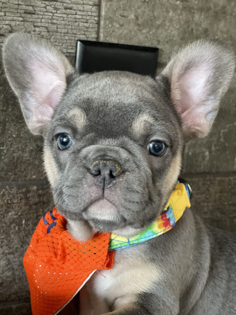 Felix | Blue & Tan French Bulldog Male | Available Sep 2025