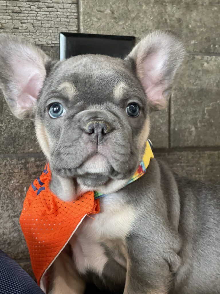 Felix | Blue & Tan French Bulldog Male | Available Sep 2025