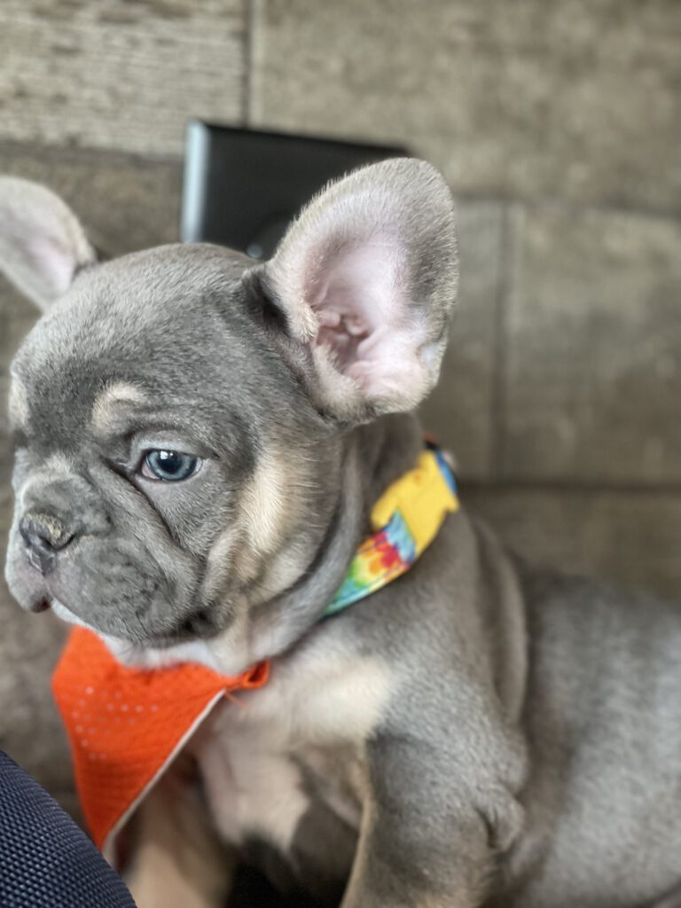 Felix | Blue & Tan French Bulldog Male | Available Sep 2025