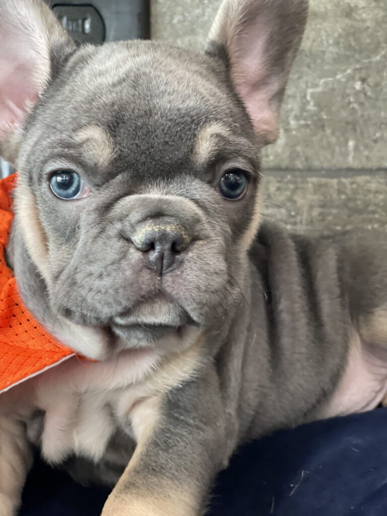 Felix | Blue & Tan French Bulldog Male | Available Sep 2025