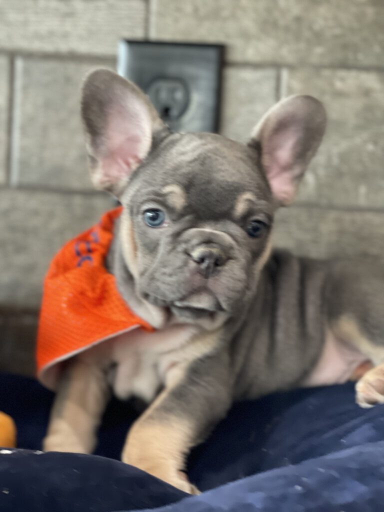 Felix | Blue & Tan French Bulldog Male | Available Sep 2025