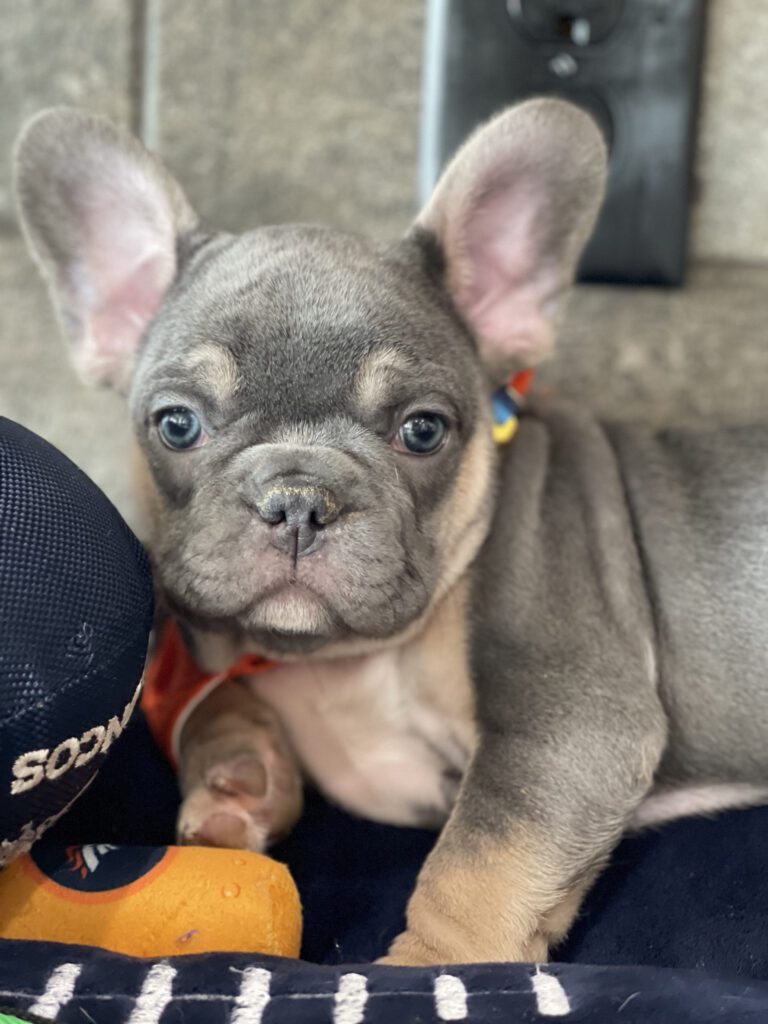 Felix | Blue & Tan French Bulldog Male | Available Sep 2025