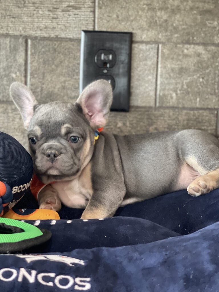 Felix | Blue & Tan French Bulldog Male | Available Sep 2025