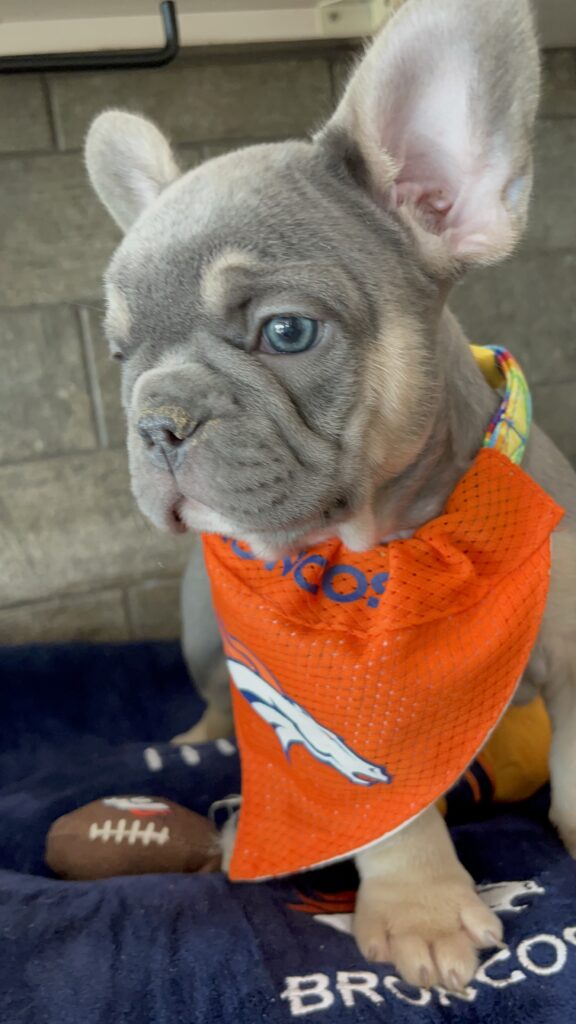 Felix | Blue & Tan French Bulldog Male | Available Sep 2025