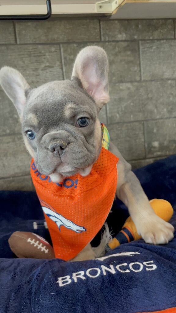 Felix | Blue & Tan French Bulldog Male | Available Sep 2025