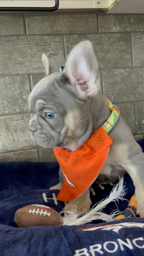 Felix | Blue & Tan French Bulldog Male | Available Sep 2025