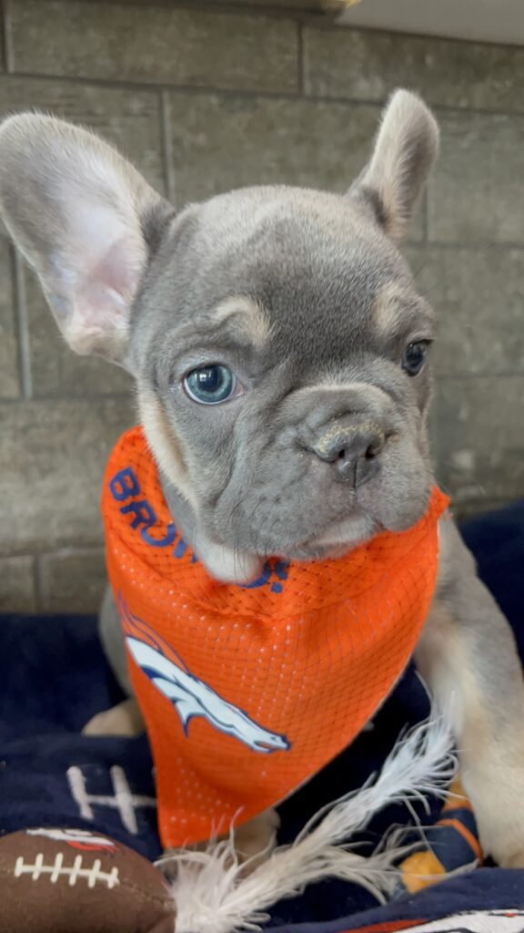 Felix | Blue & Tan French Bulldog Male | Available Sep 2025