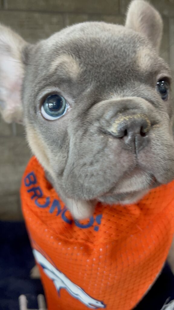 Felix | Blue & Tan French Bulldog Male | Available Sep 2025