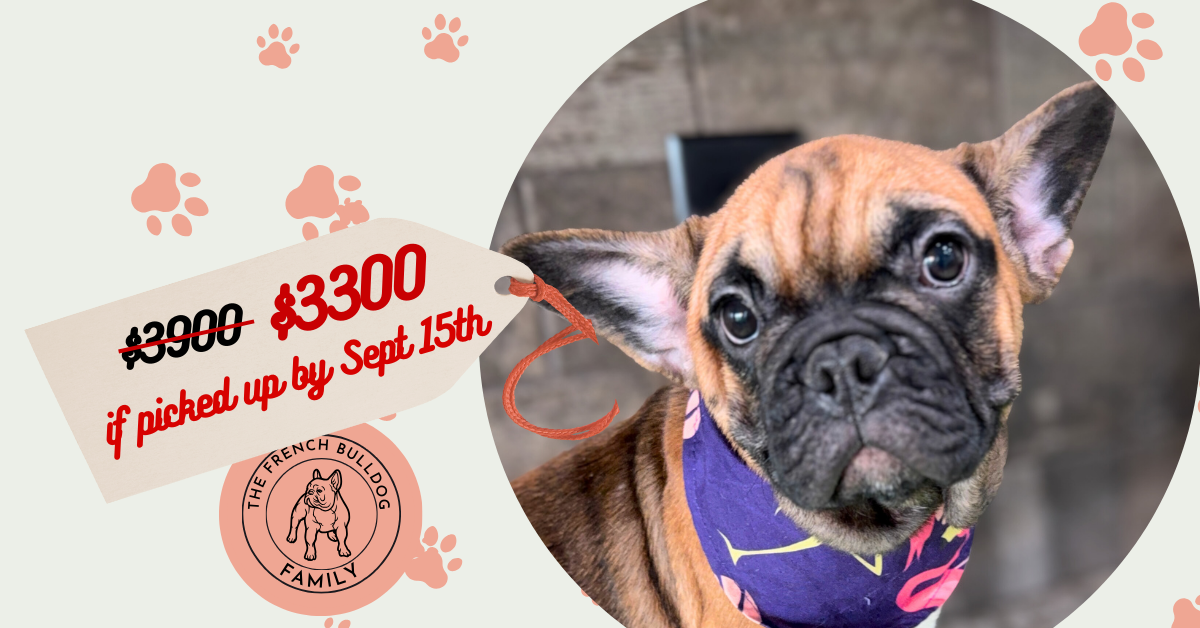 Bear | Sable French Bulldog Male | Available Now | The Magnetic One