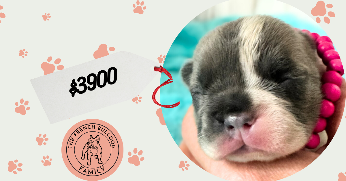 Kurby | Fawn & White French Bulldog Male | Available in Oct 2025