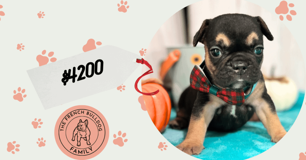 Lexi | Black & Tan French Bulldog Female | Available in Nov 2025