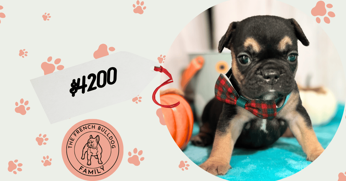 Lexi | Black & Tan French Bulldog Female | Available in Nov 2025