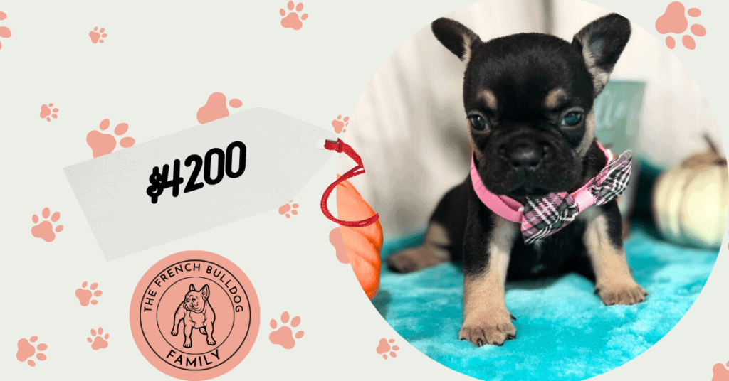 Lily | Black & Tan French Bulldog Female | Available in Nov 2025