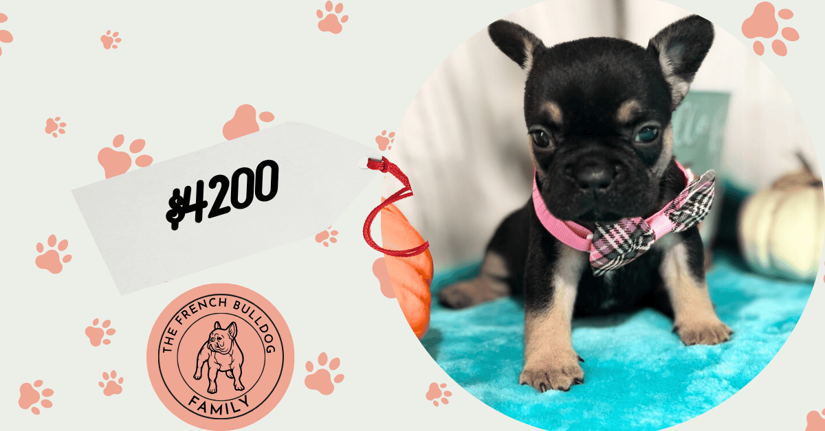 Lily | Black & Tan French Bulldog Female | Available in Nov 2025