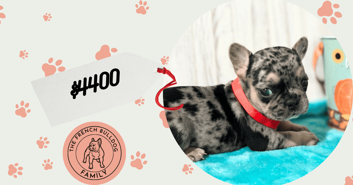 Lara | Black Merle & Tan French Bulldog Female | Available in Nov 2025