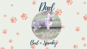 Bud - Frenchie's parents