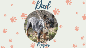 Pepper - Frenchie's parents