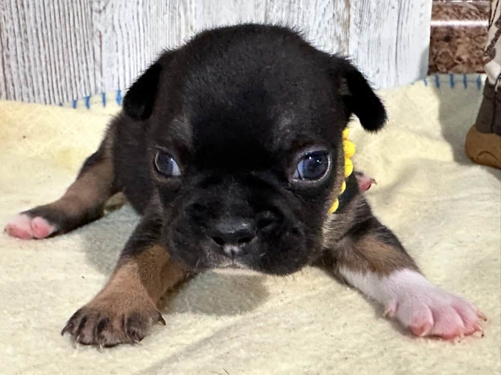 Mario | Black & Tan French Bulldog Male | Available in Nov 2025