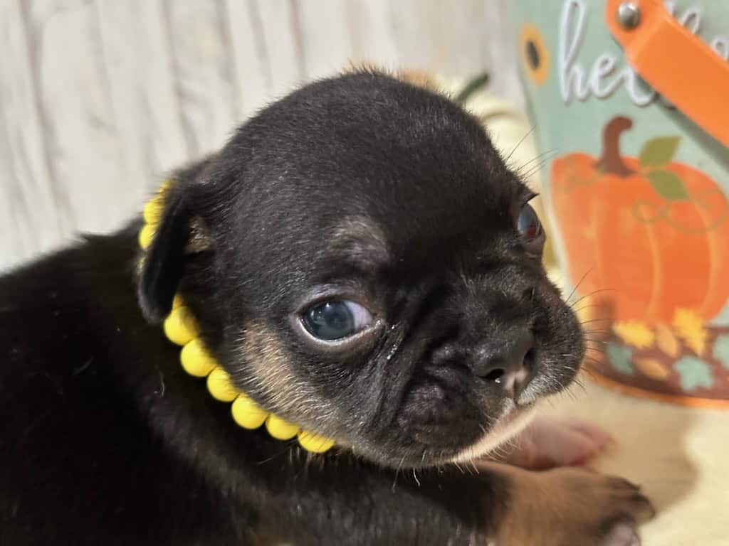 Mario | Black & Tan French Bulldog Male | Available in Nov 2025