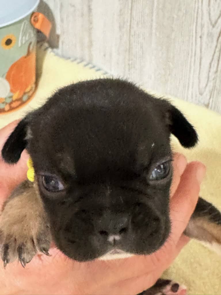 Mario | Black & Tan French Bulldog Male | Available in Nov 2025