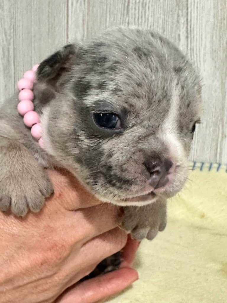 Maya | Blue Merle French Bulldog Female | Available in Nov 2025