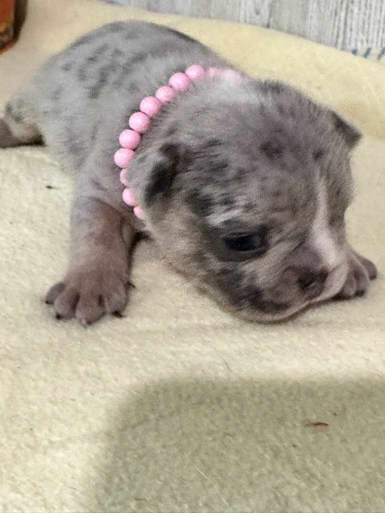 Maya | Blue Merle French Bulldog Female | Available in Nov 2025