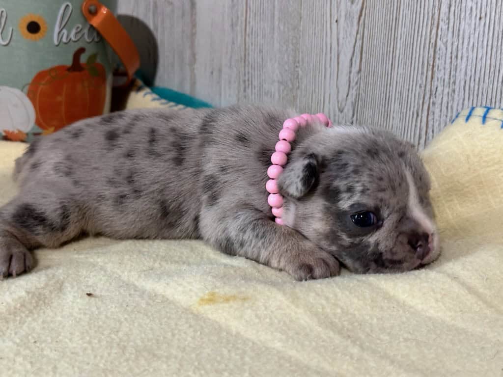 Maya | Blue Merle French Bulldog Female | Available in Nov 2025