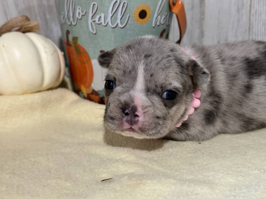 Maya | Blue Merle French Bulldog Female | Available in Nov 2025