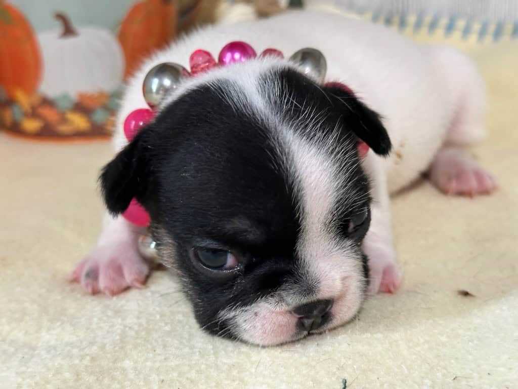 Miley | Brindle Pied French Bulldog Female | Available in Nov 2025