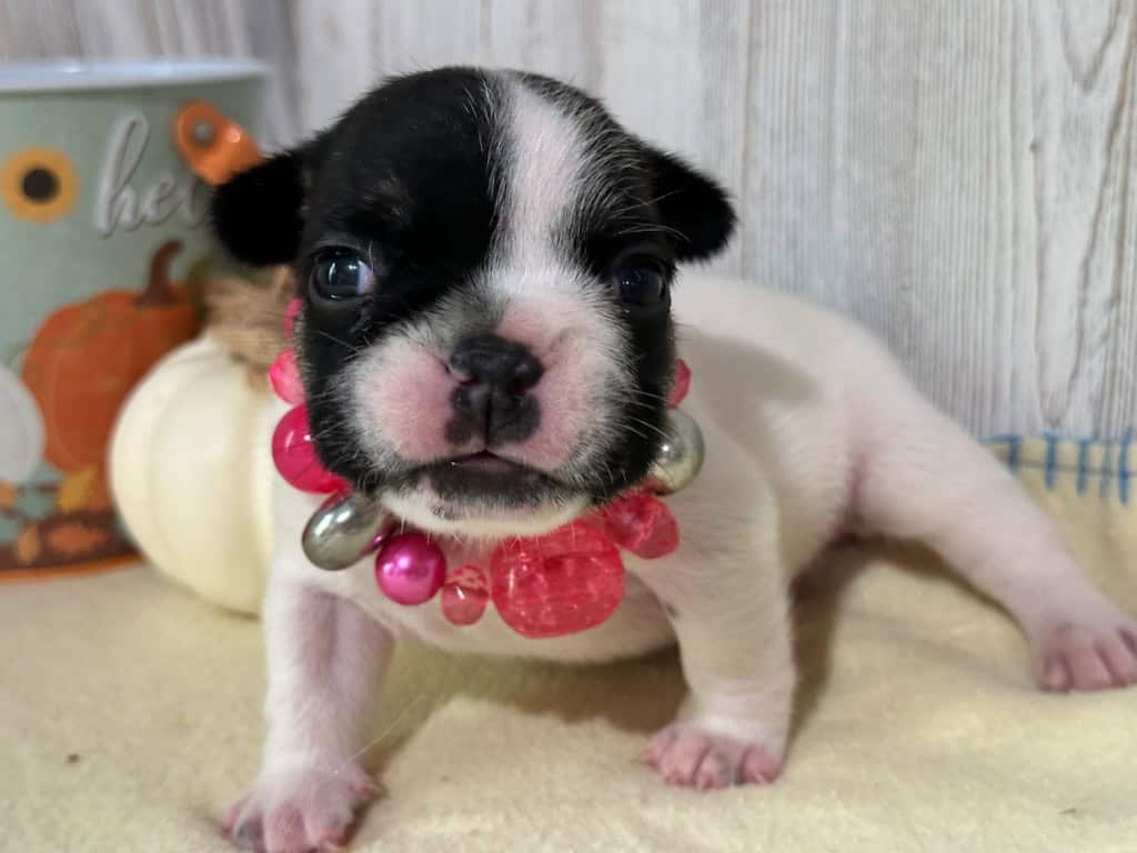 Miley | Brindle Pied French Bulldog Female | Available in Nov 2025