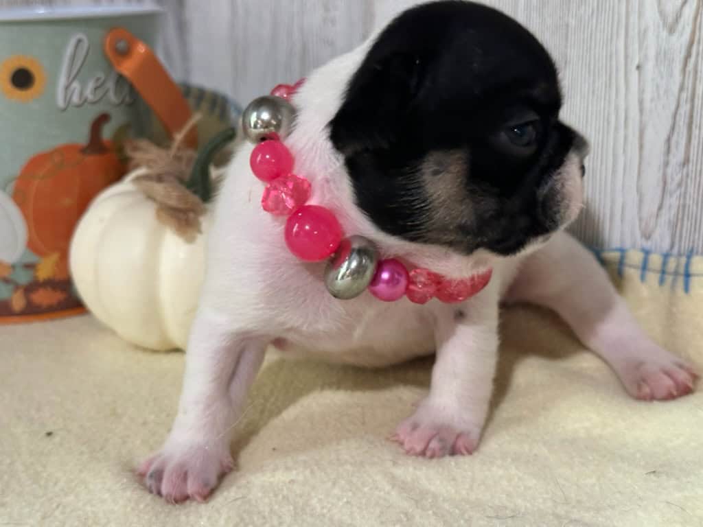 Miley | Brindle Pied French Bulldog Female | Available in Nov 2025