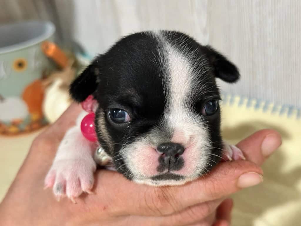 Miley | Brindle Pied French Bulldog Female | Available in Nov 2025