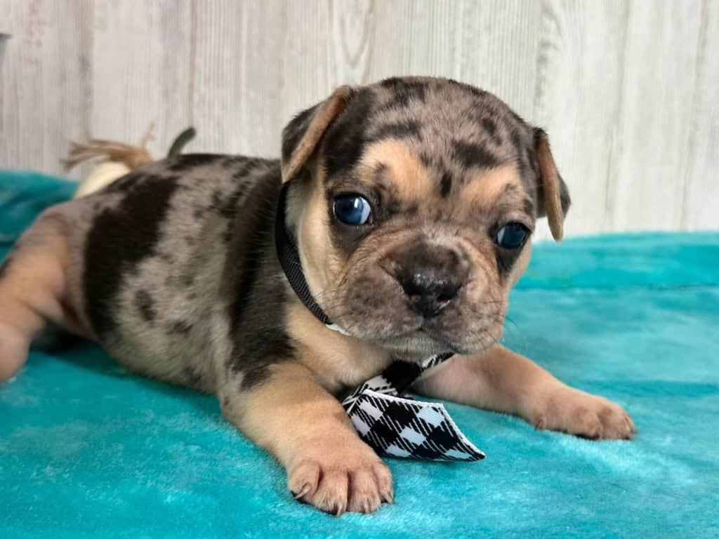 Leo | Black Merle & Tan French Bulldog Male | Available in Nov 2025