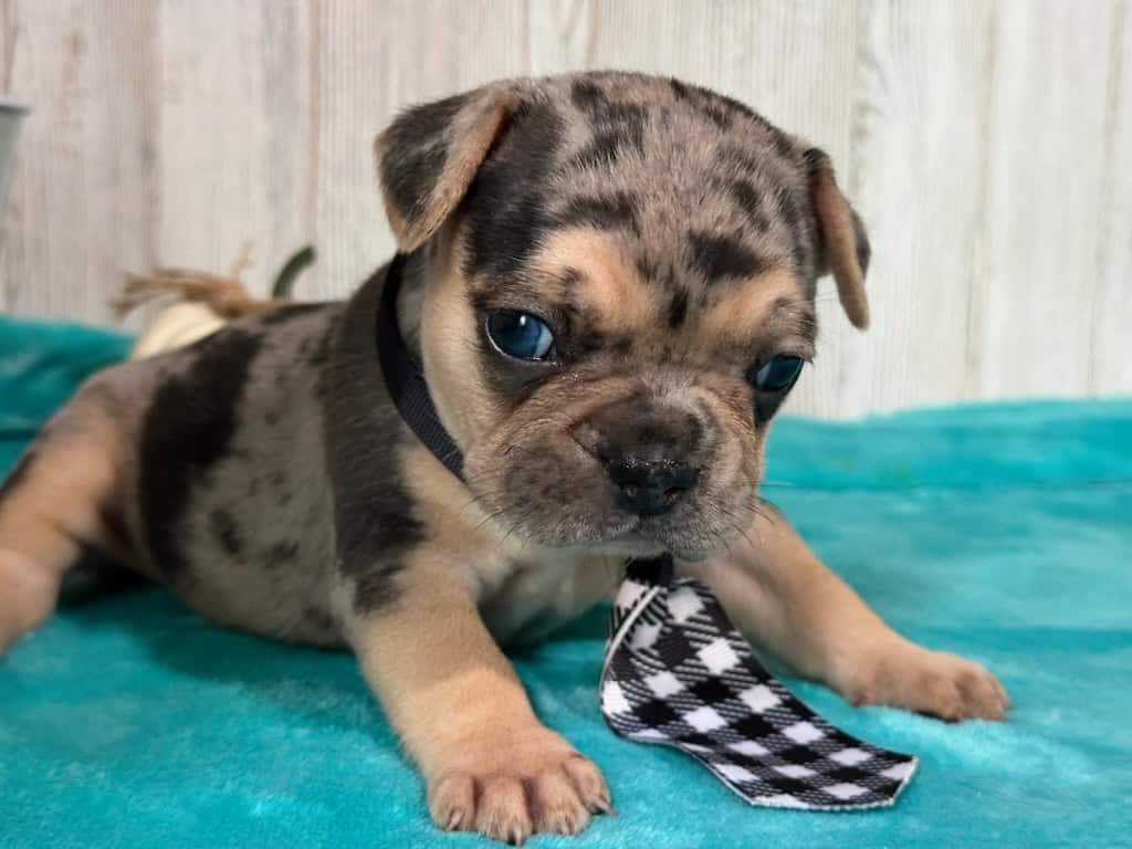 Leo | Black Merle & Tan French Bulldog Male | Available in Nov 2025