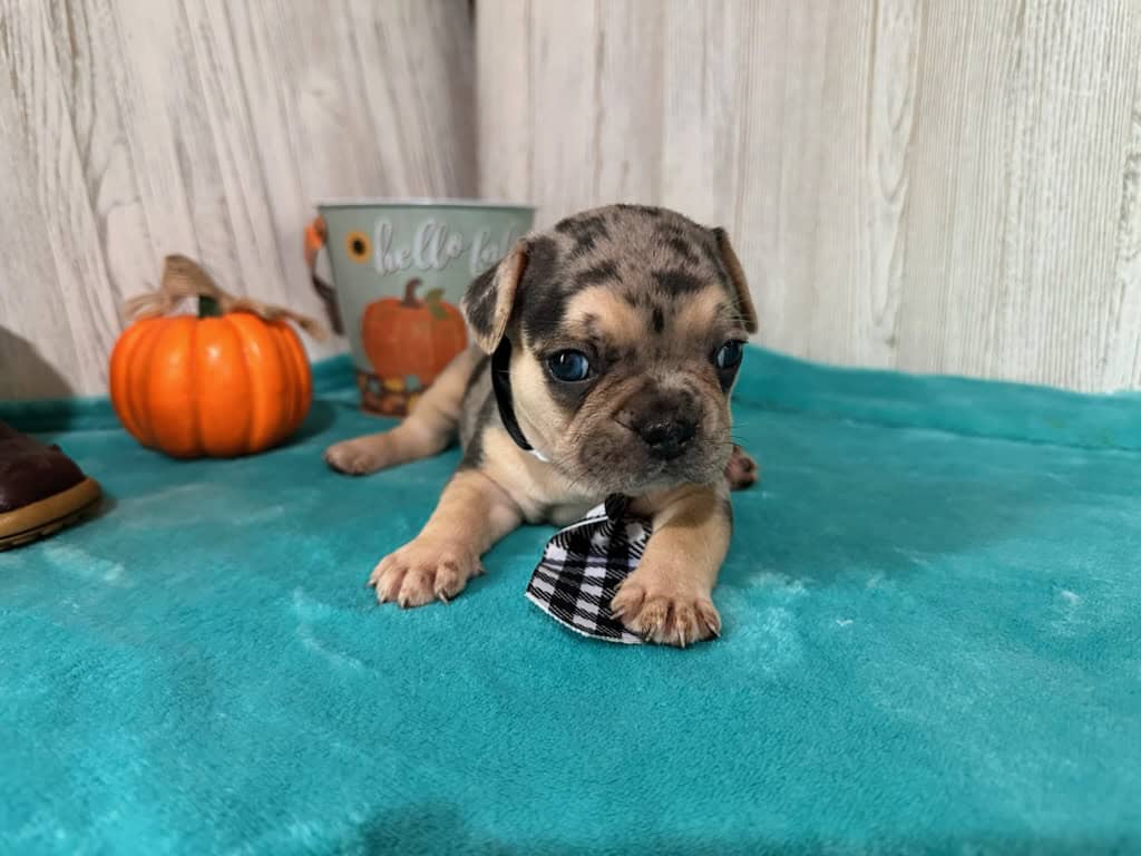 Leo | Black Merle & Tan French Bulldog Male | Available in Nov 2025