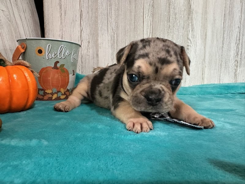 Leo | Black Merle & Tan French Bulldog Male | Available in Nov 2025