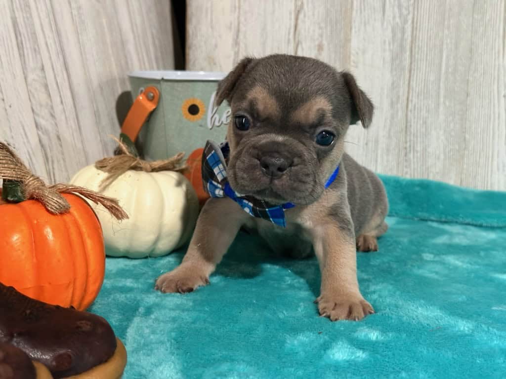Lisa | Blue & Tan French Bulldog Female | Available in Nov 2025