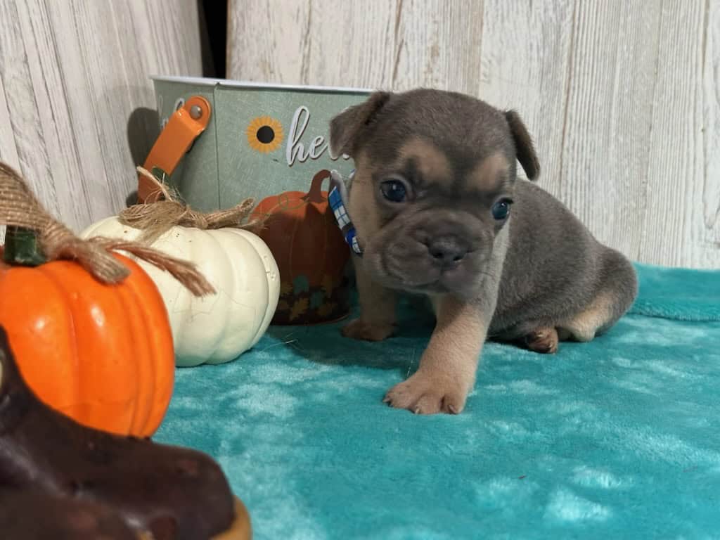 Lisa | Blue & Tan French Bulldog Female | Available in Nov 2025