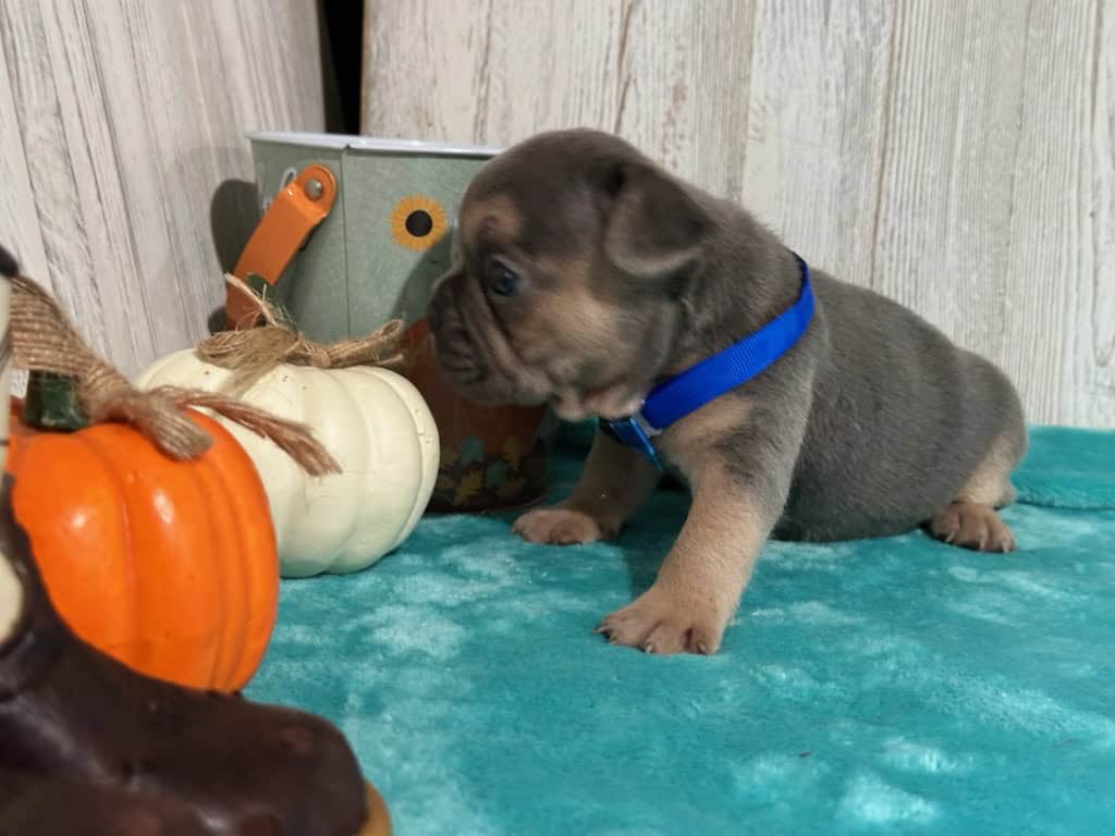 Lisa | Blue & Tan French Bulldog Female | Available in Nov 2025