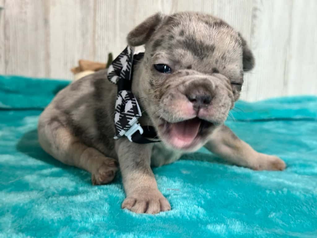 Lyra | Blue Merle & Tan French Bulldog Female | Available in Nov 2025