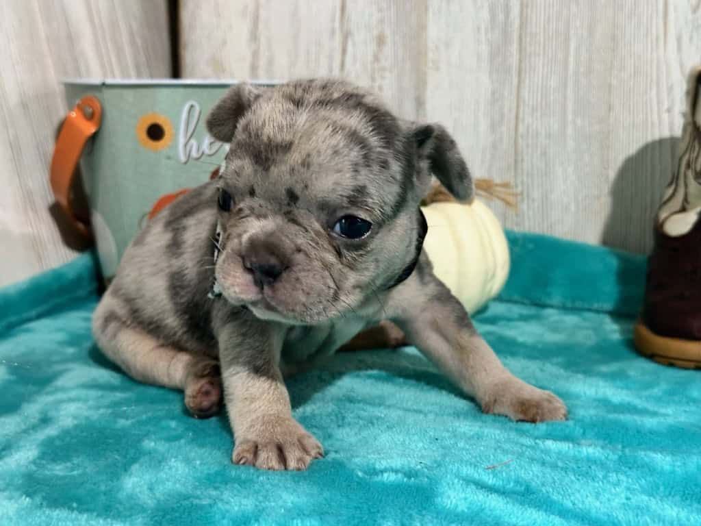 Lyra | Blue Merle & Tan French Bulldog Female | Available in Nov 2025