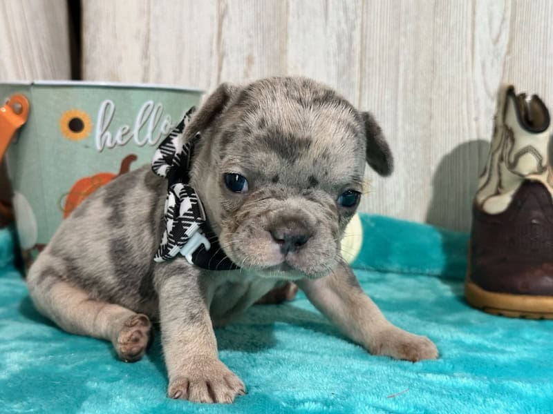 Lyra | Blue Merle & Tan French Bulldog Female | Available in Nov 2025